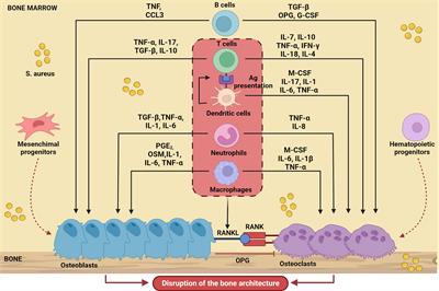The osteoblast secretome in Staphylococcus aureus osteomyelitis